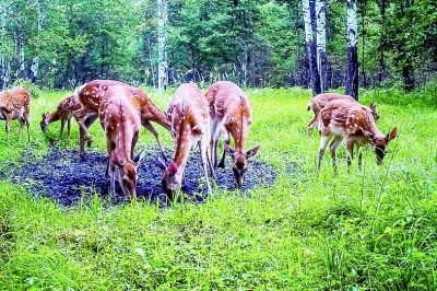 尋攝東北林中生靈