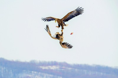 尋攝東北林中生靈