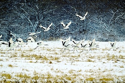 尋攝東北林中生靈