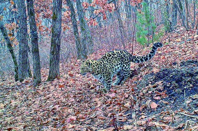 尋攝東北林中生靈