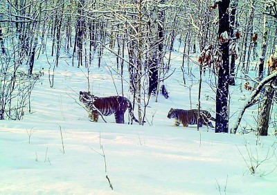 尋攝東北林中生靈