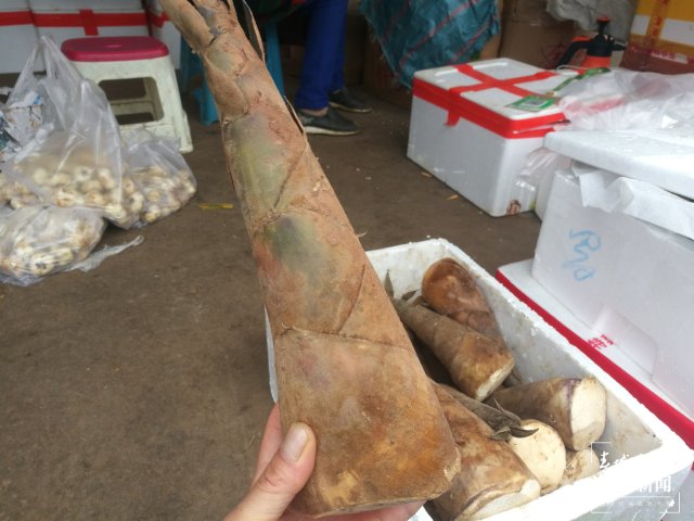 云南本地春筍新鮮上市(開(kāi)屏新聞?dòng)浾?夏體雷 攝)