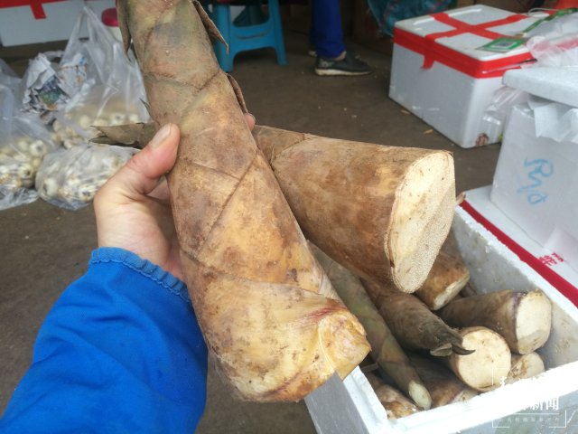 云南本地春筍新鮮上市(開(kāi)屏新聞?dòng)浾?夏體雷 攝)