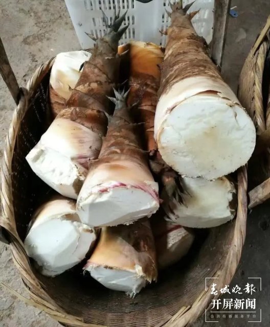 云南本地春筍新鮮上市(開(kāi)屏新聞?dòng)浾?夏體雷 攝)