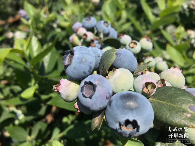 果未成熟已銷空！撫仙湖畔藍(lán)莓集中成熟急需大量采果工人（來源 春城晚報-開屏新聞記者 李春麗攝影報道）