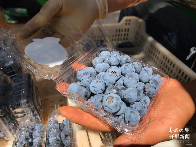 果未成熟已銷空！撫仙湖畔藍(lán)莓集中成熟急需大量采果工人（來源 春城晚報-開屏新聞記者 李春麗攝影報道）