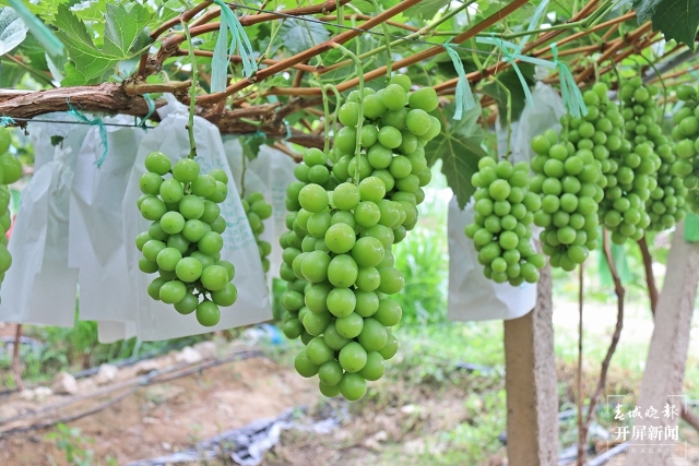 昌寧：大田壩文滄“陽光玫瑰”散清香