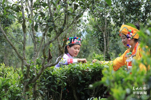 高黎貢山第七屆茶文化節(jié)在云南騰沖舉行