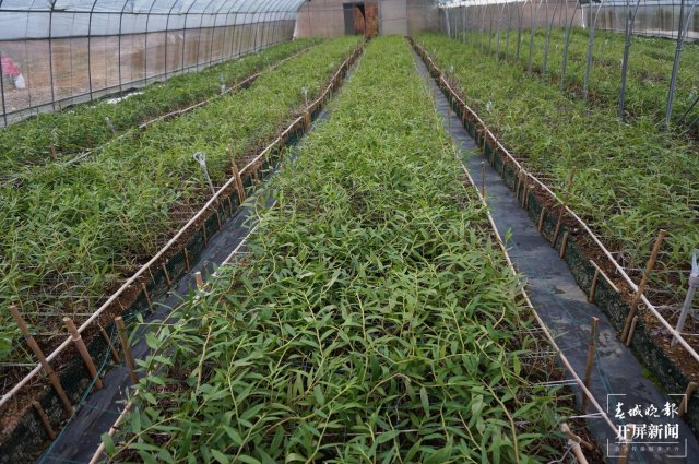 保山龍陵石斛特色產(chǎn)業(yè)多元融合發(fā)展釋放新活力