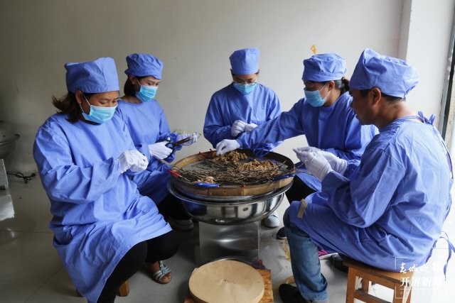 保山龍陵石斛特色產(chǎn)業(yè)多元融合發(fā)展釋放新活力