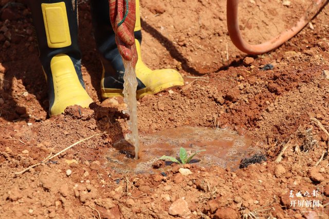 感謝曲靖“藍娃子”送水來！今年的煙苗總算保住了