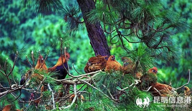 yn042501-1無(wú)量山烏骨雞