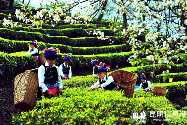 yn042501-2無(wú)量山藏茶谷