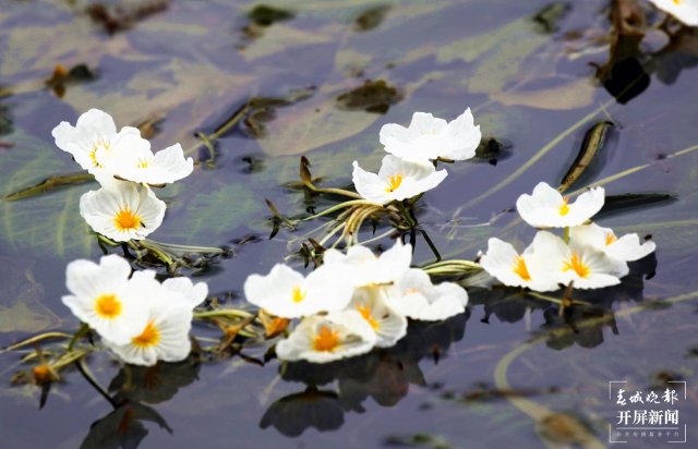 五一哪里去？沾益海峰濕地帳篷里數(shù)星星