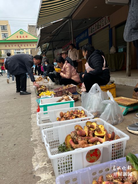 “五一”過后，野生菌漸多，云南木水花野生菌交易中心每天500公斤