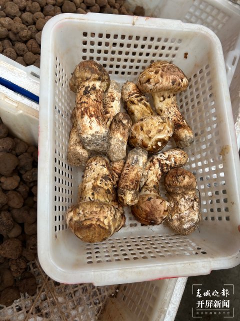 “五一”過后，野生菌漸多，云南木水花野生菌交易中心每天500公斤