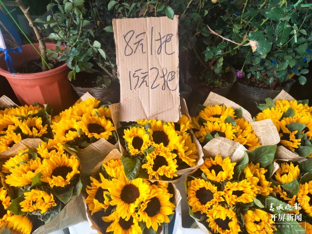 母親節(jié)，昆明康乃馨（開(kāi)屏新聞?dòng)浾?孫江葒 攝）