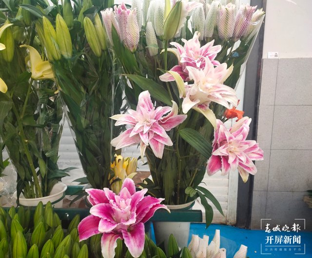 母親節(jié)，昆明康乃馨（開(kāi)屏新聞?dòng)浾?孫江葒 攝）