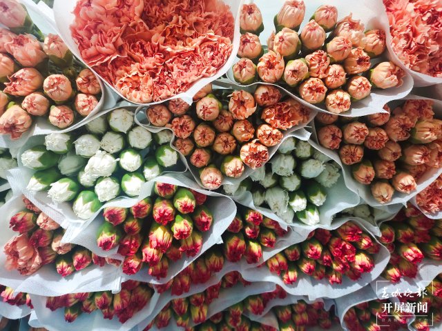 母親節(jié)，昆明康乃馨（開(kāi)屏新聞?dòng)浾?孫江葒 攝）