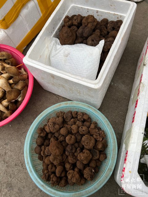 “五一”過后，野生菌漸多，云南木水花野生菌交易中心每天500公斤