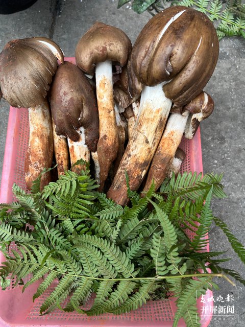 “五一”過后，野生菌漸多，云南木水花野生菌交易中心每天500公斤