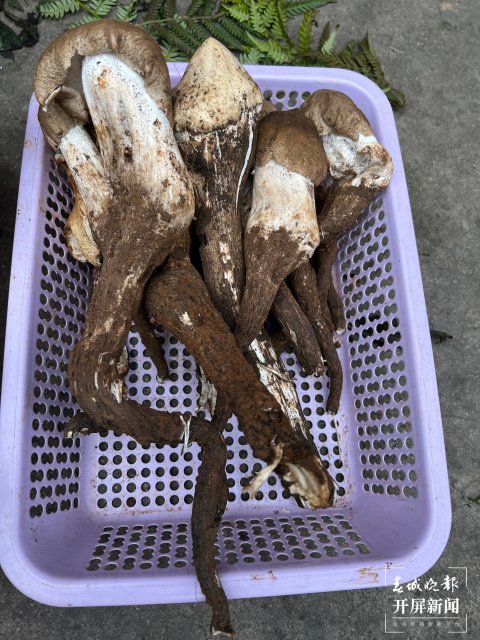 “五一”過后，野生菌漸多，云南木水花野生菌交易中心每天500公斤