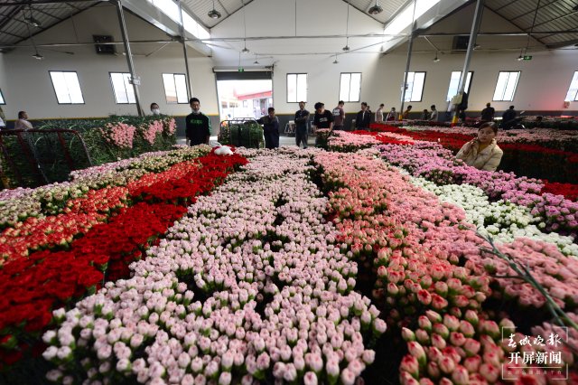 臨近母親節(jié) 康乃馨從一捆500元跌至80元 (2).JPG