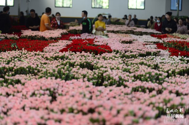 臨近母親節(jié) 康乃馨從一捆500元跌至80元 (10).JPG