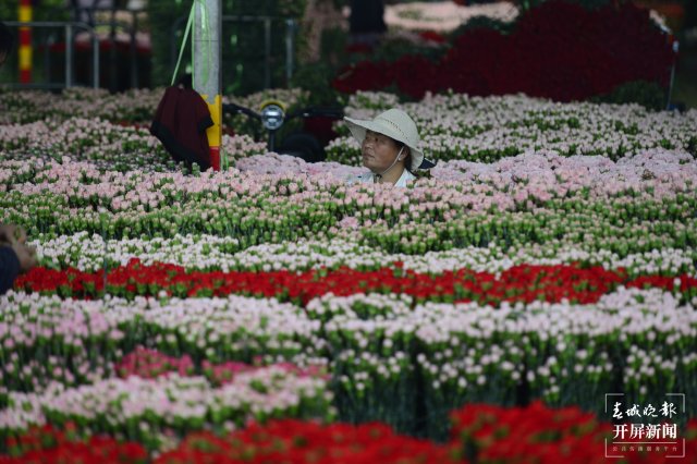 臨近母親節(jié) 康乃馨從一捆500元跌至80元 (11).JPG