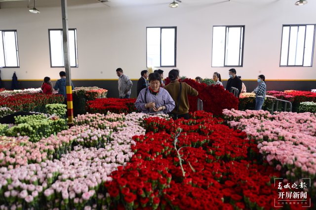 臨近母親節(jié) 康乃馨從一捆500元跌至80元 (4).JPG