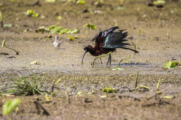 身披金屬光澤“羽毛鎧甲”，珍稀鳥類彩鹮再現(xiàn)滇池
