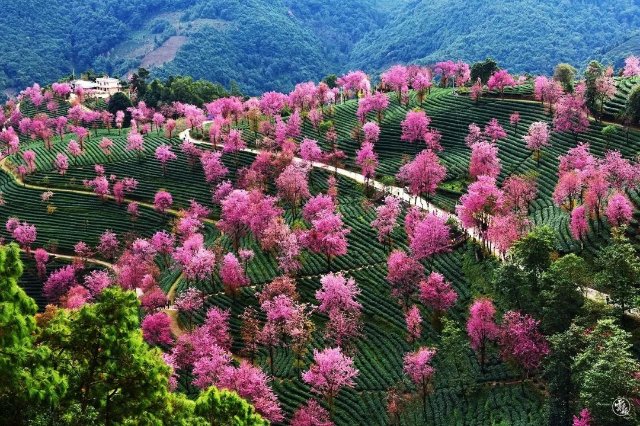 第四次！外交部發(fā)言人趙立堅又點贊云南啦！這次是因為……