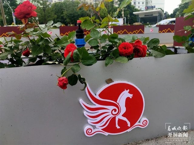 3萬余盆時令花卉沿路綻放，官渡區(qū)國貿(mào)路又添隔離綠化景觀 春城晚報-開屏新聞記者 羅宗偉 文 官渡區(qū)城市管理局供圖