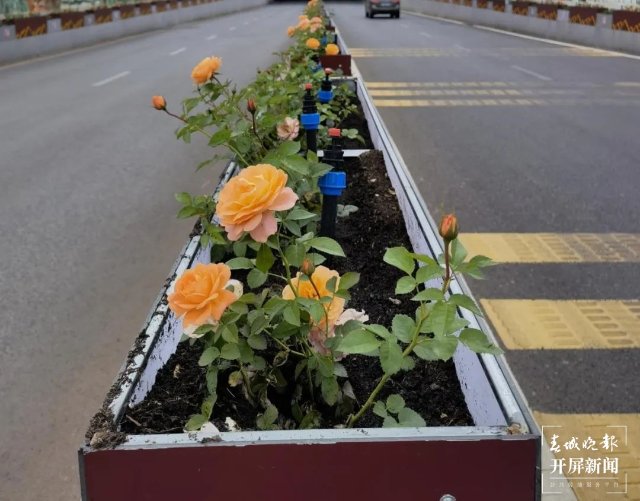 3萬余盆時令花卉沿路綻放，官渡區(qū)國貿(mào)路又添隔離綠化景觀 春城晚報-開屏新聞記者 羅宗偉 文 官渡區(qū)城市管理局供圖