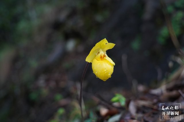 “蘭花大熊貓”——杏黃兜蘭首現(xiàn)保山隆陽高黎貢山保護區(qū) 開屏新聞記者 崔敏 通訊員 吳秀華 李曉斌 李家華 楊雅楠 攝影報道