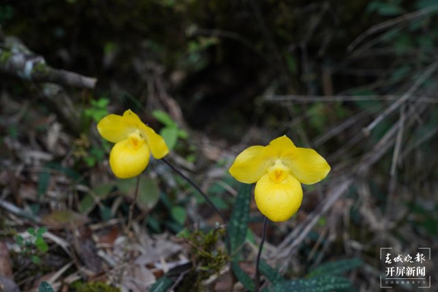 “蘭花大熊貓”——杏黃兜蘭首現(xiàn)保山隆陽高黎貢山保護區(qū) 開屏新聞記者 崔敏 通訊員 吳秀華 李曉斌 李家華 楊雅楠 攝影報道