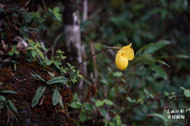 “蘭花大熊貓”——杏黃兜蘭首現(xiàn)保山隆陽高黎貢山保護區(qū) 開屏新聞記者 崔敏 通訊員 吳秀華 李曉斌 李家華 楊雅楠 攝影報道