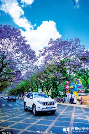 5月8日，人民日報微博點贊昆明藍花楹。
