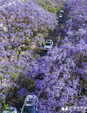 5月9日，新華社聚焦昆明教場中路的藍花楹。