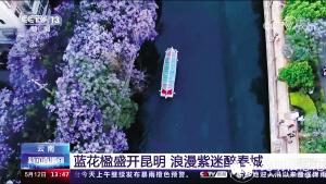 5月12日，央視《新聞直播間》關注昆明藍花楹美景。