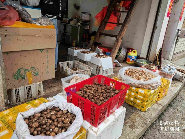 氣候冷熱不均，曲靖“野生菌”量少價高 (13689113)-20220515200104.jpg