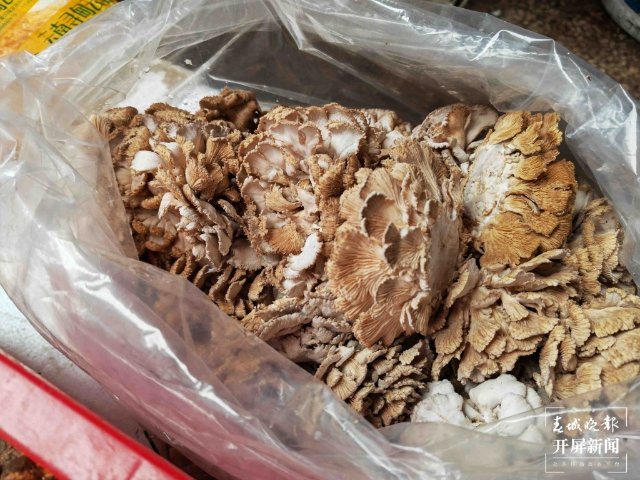 氣候冷熱不均，曲靖“野生菌”量少價高 (13689122)-20220515200115.jpg