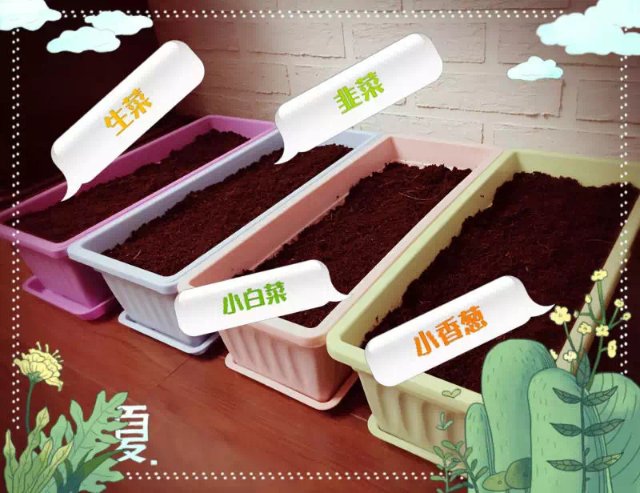 年輕人掀起陽臺種菜熱，電商平臺上形成新百億市場