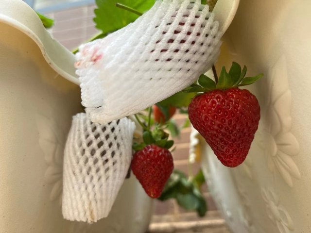 年輕人掀起陽臺種菜熱，電商平臺上形成新百億市場