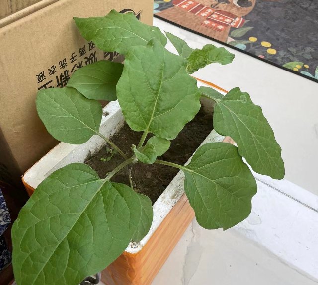 年輕人掀起陽臺種菜熱，電商平臺上形成新百億市場