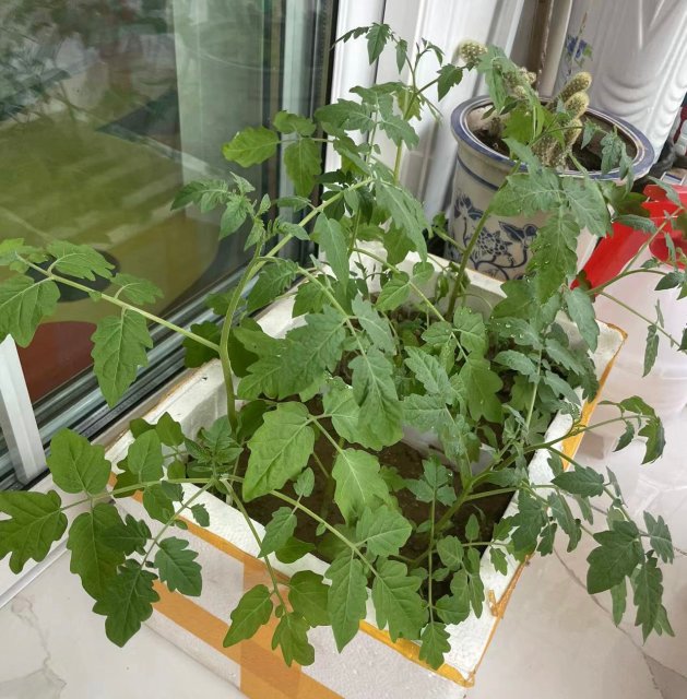 年輕人掀起陽臺種菜熱，電商平臺上形成新百億市場