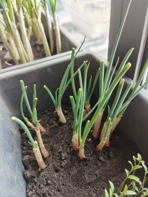 年輕人掀起陽臺種菜熱，電商平臺上形成新百億市場