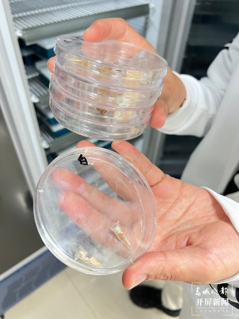 云南3年內(nèi)要讓1000份云菌遨游太空(開屏新聞記者 沈長佑 攝)