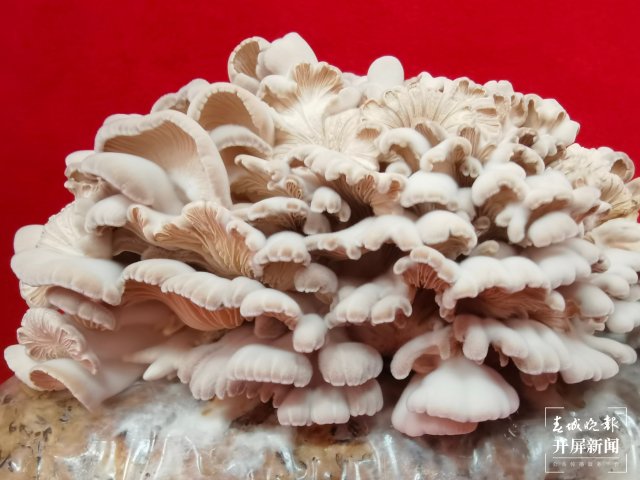 云南3年內(nèi)要讓1000份云菌遨游太空(開屏新聞記者 沈長佑 攝)