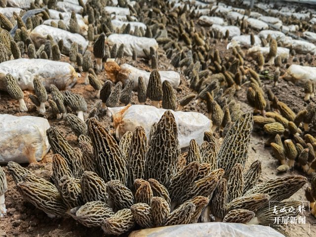 云南3年內(nèi)要讓1000份云菌遨游太空(開屏新聞記者 沈長佑 攝)